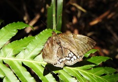 Synpalamides rubrophalaris