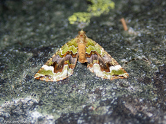 Hydriomena purpurifera