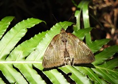 Synpalamides rubrophalaris