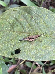 Xiphiola cyanoptera