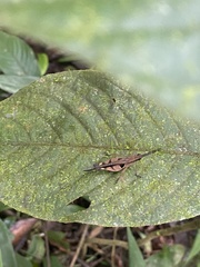 Xiphiola cyanoptera