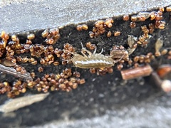 Traskorchestia traskiana