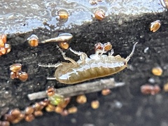 Traskorchestia traskiana