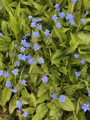 Omphalodes verna