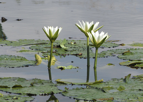 Image of Nymphaea pulchella by (c) John G. Phillips, some rights reserved (CC BY)