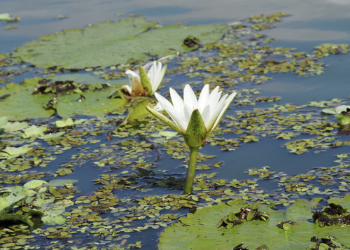 Image of Nymphaea pulchella by (c) John G. Phillips, some rights reserved (CC BY)
