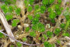 Selaginella peruviana