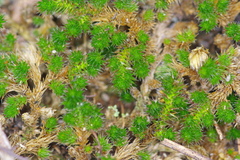 Selaginella peruviana