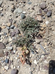 Hoffmannseggia erecta