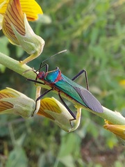 Sphictyrtus sumtuosus