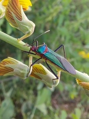 Sphictyrtus sumtuosus