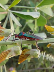 Sphictyrtus sumtuosus