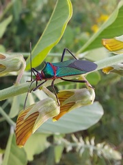 Sphictyrtus sumtuosus