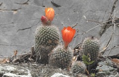 Parodia microsperma