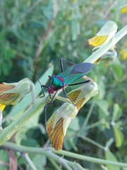 Sphictyrtus sumtuosus