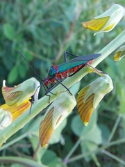 Sphictyrtus sumtuosus