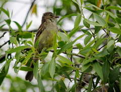 Elaenia sordida