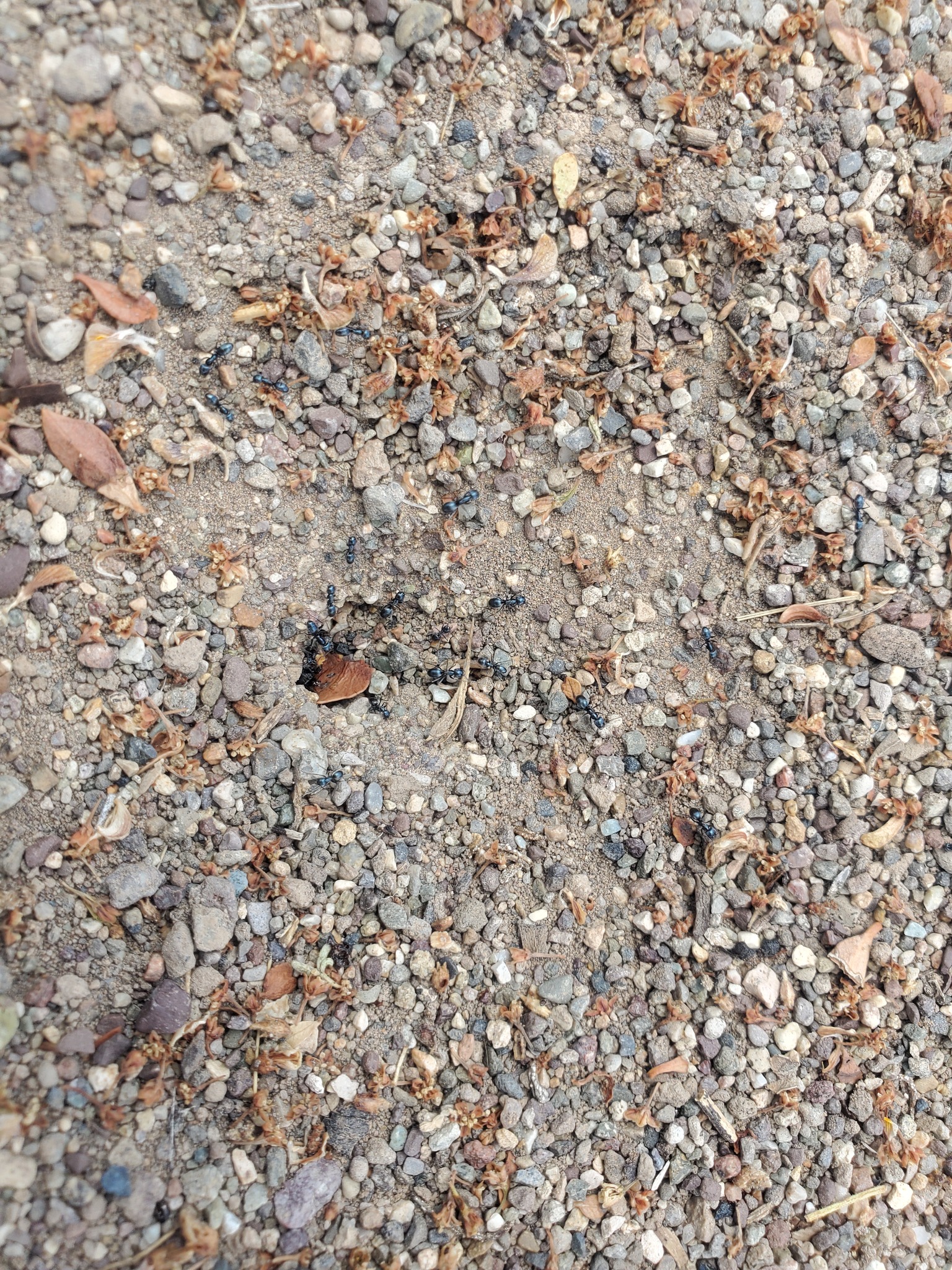 Forelius chalybaeus