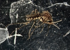 Coquillettidia linealis