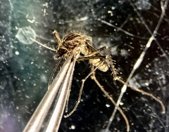 Coquillettidia linealis