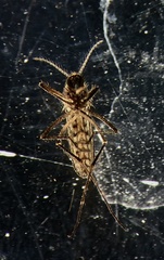 Coquillettidia linealis