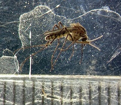 Coquillettidia linealis