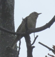 Turdus leucomelas