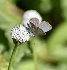 Hemiargus ceraunus filenus