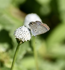 Hemiargus ceraunus filenus