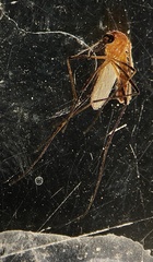 Coquillettidia xanthogaster