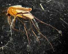 Coquillettidia xanthogaster