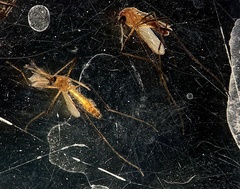 Coquillettidia xanthogaster