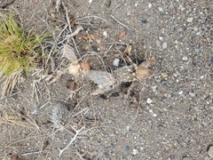 Pterocactus fischeri