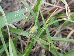 Naupactus auripes