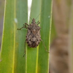 Neohalys serricollis