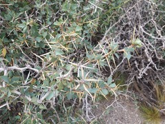 Berberis grevilleana