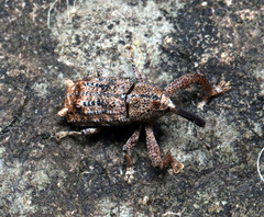 Orthorhinus