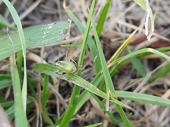 Naupactus auripes