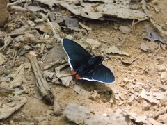 Ochropyge ruficauda
