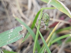 Naupactus auripes