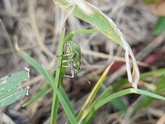 Naupactus auripes