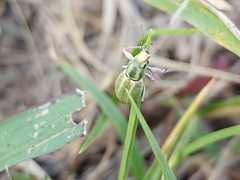 Naupactus auripes