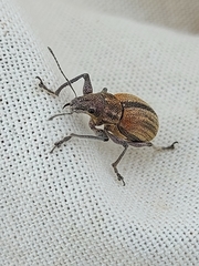 Naupactus verecundus