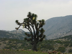 Yucca decipiens