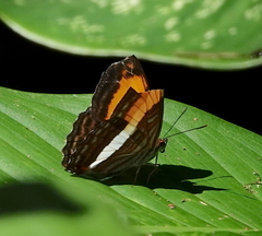 Adelpha hesterbergi