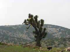 Yucca decipiens