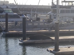 Zalophus californianus