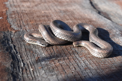 iNaturalist observation photo of Common Sharp-tailed Snake