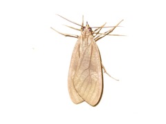 Opharus