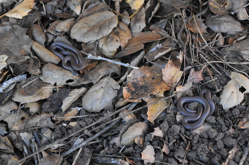 iNaturalist observation photo of Common Sharp-tailed Snake